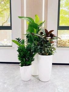 宁波鄞州花木租摆，服务超贴心，绿植超精彩！